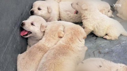 화재 현장 빠져나오지 못한 강아지 10마리 '극적 구조' / YTN