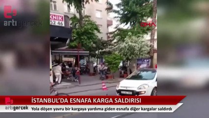 Yavruyu kurtarmaya çalışan esnafa Kargalar saldırdı