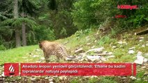 Anadolu leoparı yeniden görüntülendi: Efsane bütün heybetiyle