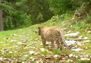 Nesli tehlikede olan leopar tekrar göründü