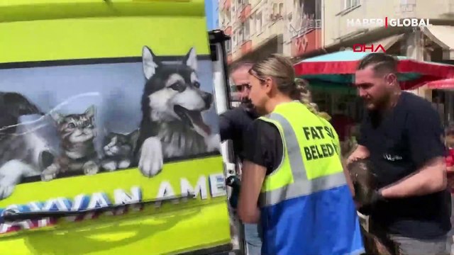 Ordu'da bir evde 3 tavus kuşu bulundu, ceza kesildi: Evde beslenilecek hayvanlar değil