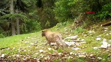 Afrika değil Türkiye! Anadolu Leoparı kamerada