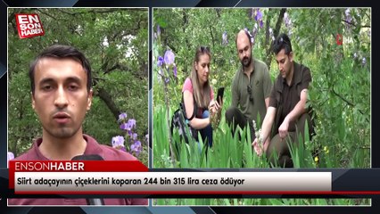 Siirt adaçayının çiçeklerini koparan 244 bin 315 lira ceza ödüyor