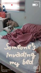 Help! My Bed Is Being Invaded! 😂 | Funny and Relatable Bed Invasion Video
