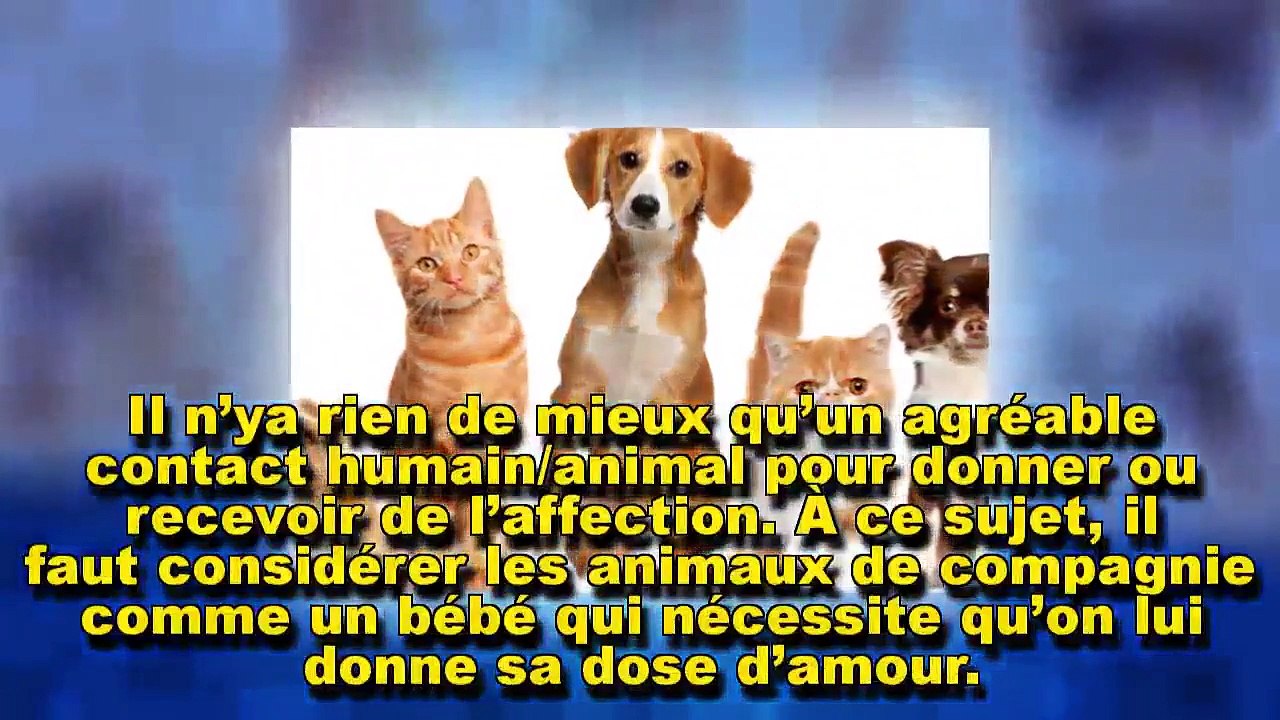 Les animaux de compagnie pour notre santé physique et mentale