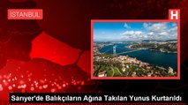 Sarıyer'de Balıkçıların Ağına Takılan Yunus Kurtarıldı