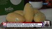 Guimaras mangoes, aprubado na ang pagkakaroon ng geographical indication | 24 Oras Weekend