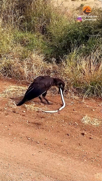 Dead Snake Fights Back and Chokes Bird