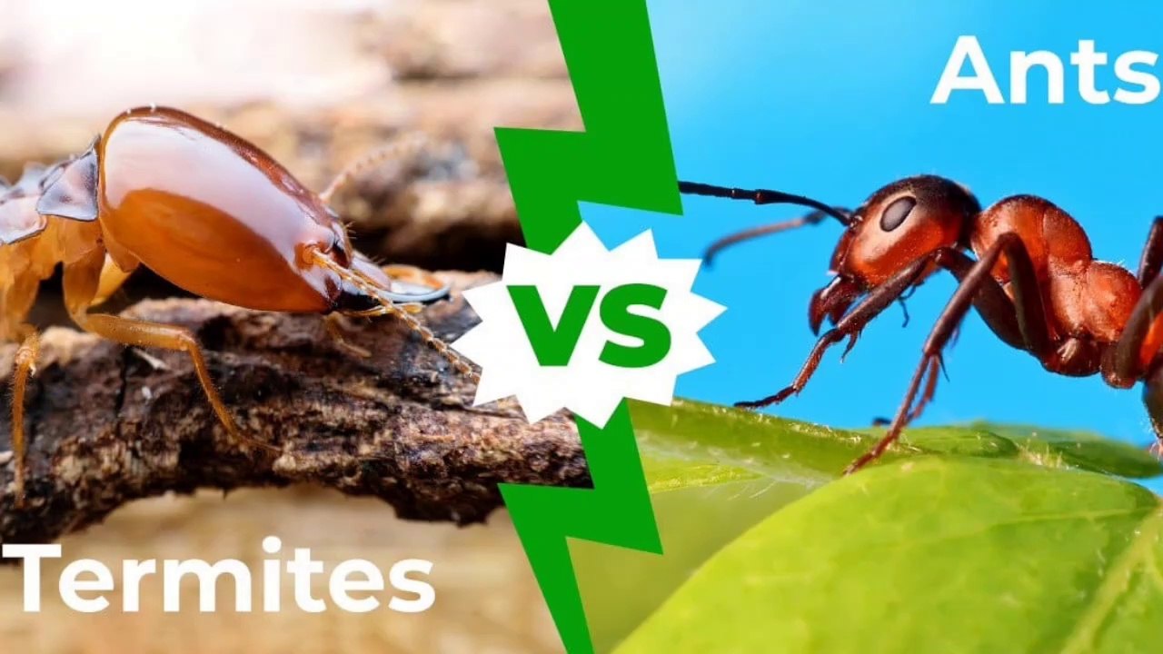 Are Ants and Termites Enemies I Ants vs Termites
