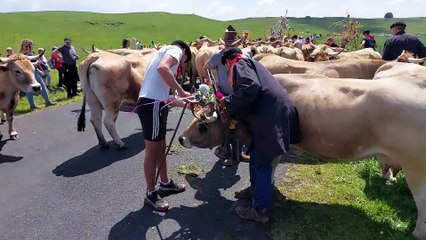 Transhumance à Aubrac 3
