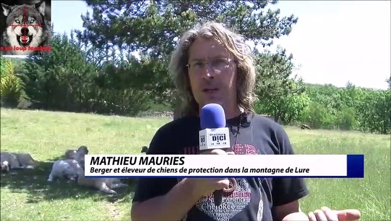 loup et patou