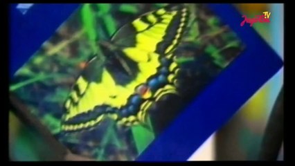 Tutti Frutti Krila leptira 1989