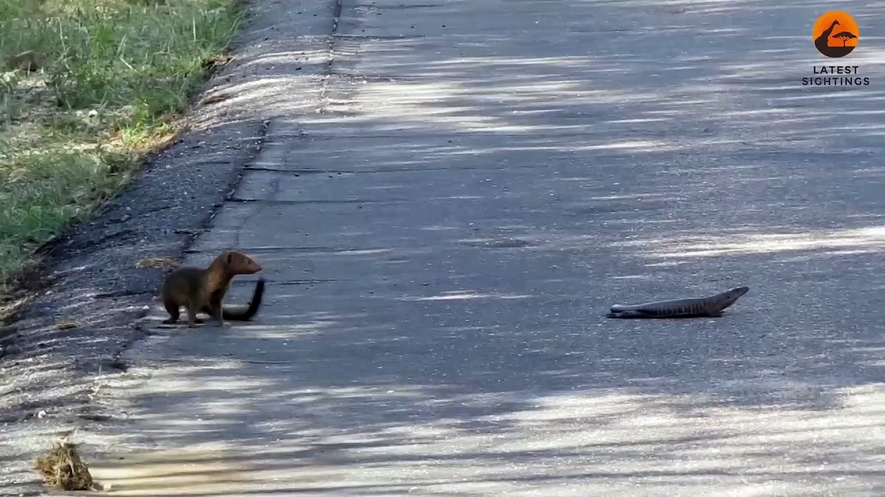 Mongoose Rips out Lizard Eyes