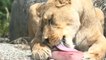 Paris zoo animals cool off with frozen treats