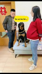 كلب بشخصيه ارنب | A dog but his character is like a rabbit