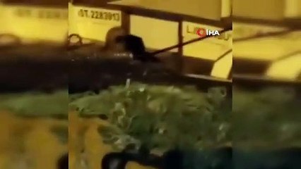 İstanbul'da su samuru sürprizi