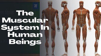 "शालेय अभ्यासाची उजळणी | STD 7th Science The Muscular System In Human Beings