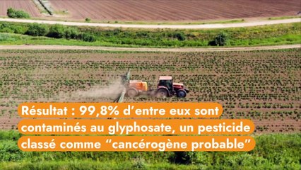 Du glyphosate retrouvé dans les urines des Français