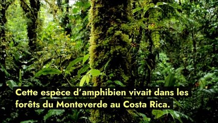 Le crapaud doré, la première extinction d’espèce attribuée au réchauffement climatique