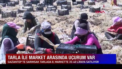 Gaziantep'te hasadı yapılan sarımsak tarlada 8, markette 35-40 lira