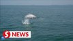 Rare dolphins play off south China coast