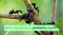 Tapinoma magnum : cette nouvelle espèce ultra-résistante et envahissante de fourmis