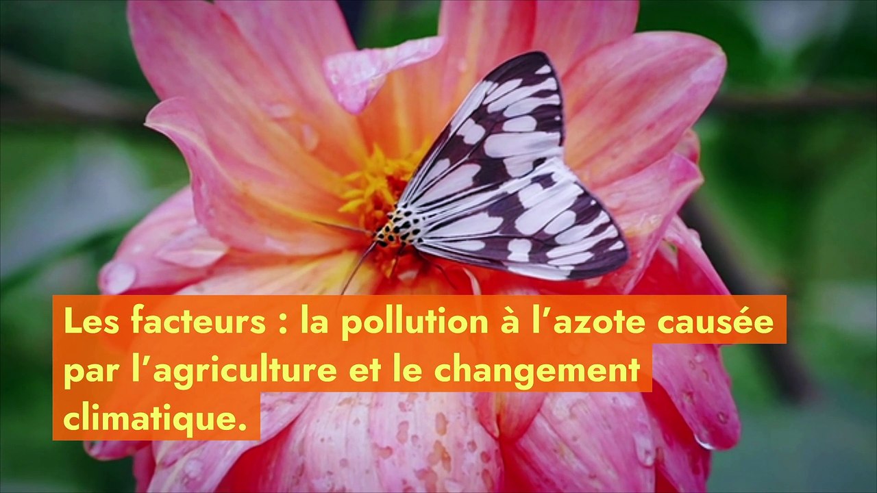 Royaume-Uni : la moitié des espèces de papillons, menacée d’extinction