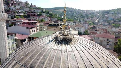 Yıllardır aynı camiye yuva yapan leylek ailesi