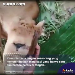 Geger Anak Sapi Lahir Bermata Satu di Bangkalan
