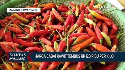 Download Video: Harga Cabai Rawit Semakin Tinggi, Tembus Rp 120 Ribu Per Kilogram