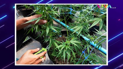 Ganja Jadi Pakan Ayam di Thailand, Untuk Apa?