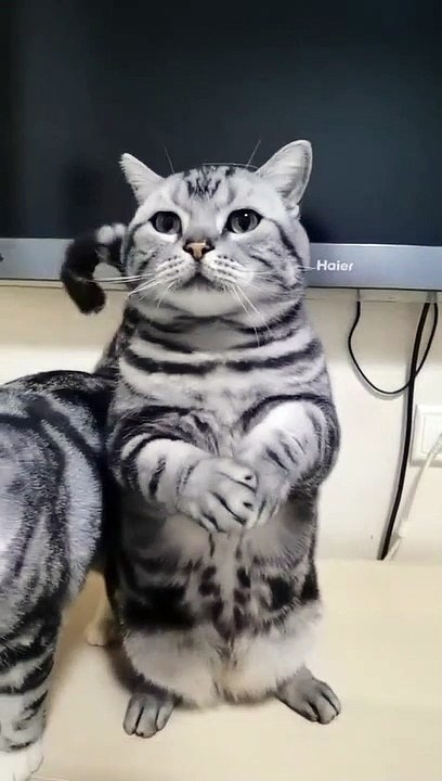Kucing lucu