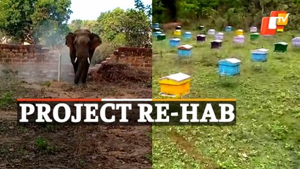 Odisha Launches Project RE-HAB: Can Bees Resolve Elephant-Human Conflict?