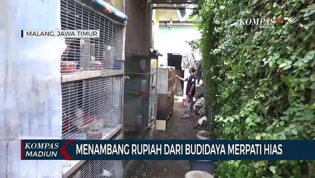 Menambang Rupiah Dari Budidaya Merpati Hias
