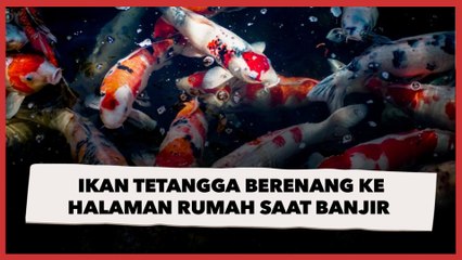 Ikan Tetangga Berenang ke Halaman Rumah Saat Banjir, Pemilik Giring Pulang