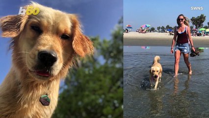 Pup Fetches a Live Animal Instead of Its Ball
