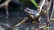 Angleterre : des os de grenouille découverts dans un fossé de l'âge du fer