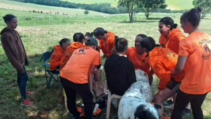 Compétition Atout Voltige à Nailloux - Le Poney Bleu