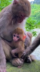 Little monkey is so cute