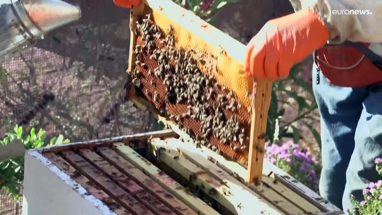 'Eine schöne Arbeit, die Leben spendet': Wie die Arbeit mit Bienen die Seele heilt