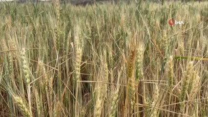 Sağanak yağışlar tarlalara can suyu oldu