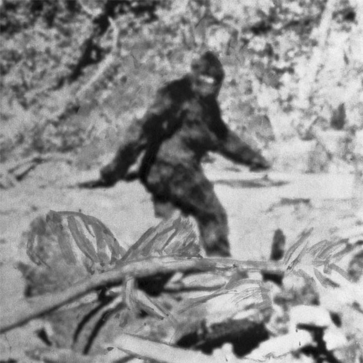 Forscher behaupten, über Videos zu verfügen, auf denen der Yeti hinter einem Baum versteckt zu sehen ist.