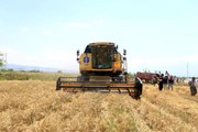 Pamukkale Belediyesi ilk buğday hasadını gerçekleştirdi