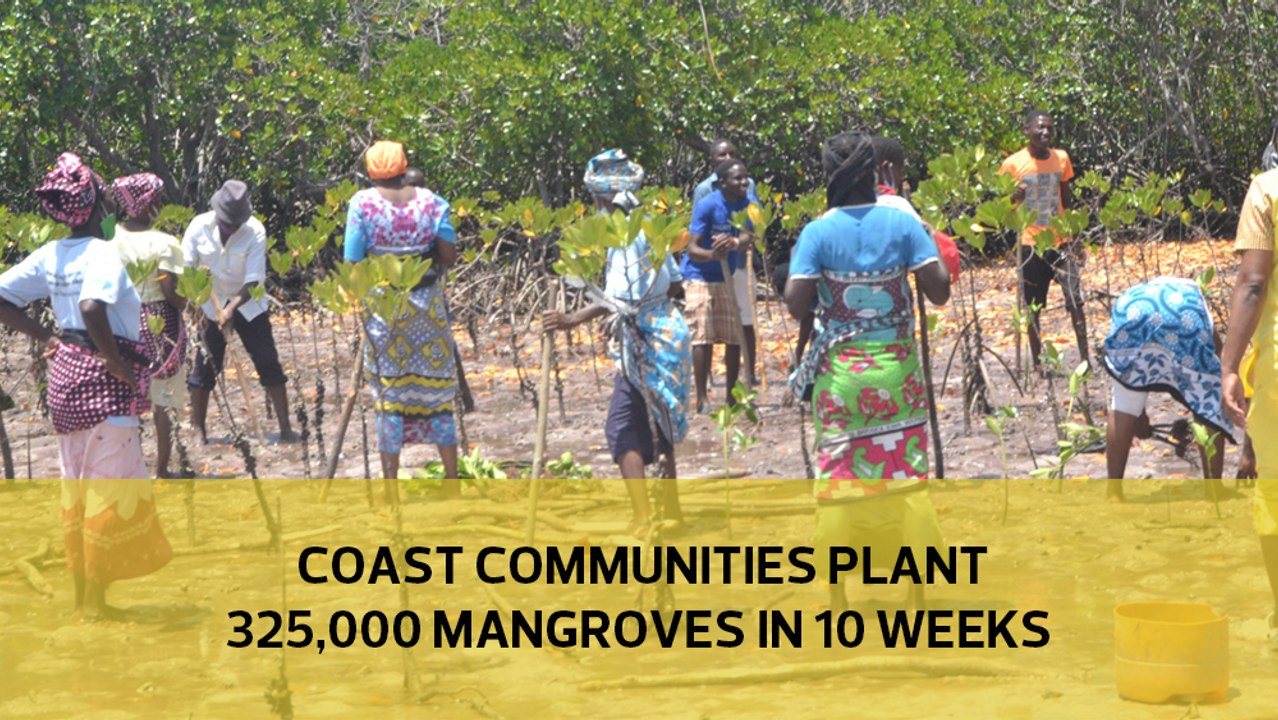 Coast communities plant 325,000 mangroves in 10 weeks