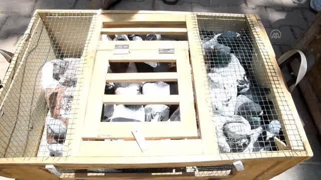 KAHRAMANMARAŞ - Jandarma Teşkilatının kuruluşunun 183. yılı nedeniyle 183 güvercin uçuruldu