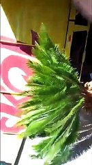 Caminhão de cerveja invade casa e quebra muro em Oliveira