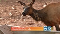 AZ Game and Fish needs your help to get life-saving water to wildlife