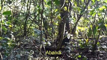 EVPS Captados durante a Visita ao Dóda