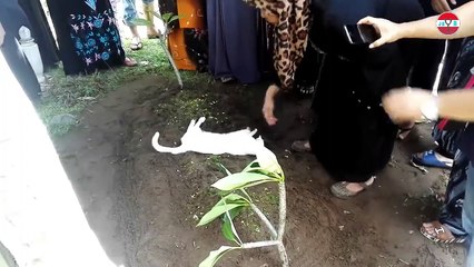 Lucu & Menggemaskan! Reaksi Kucing Melihat Majikannya Menangis Karena Putus Cinta