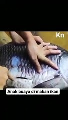 Ikan makan anak buaya